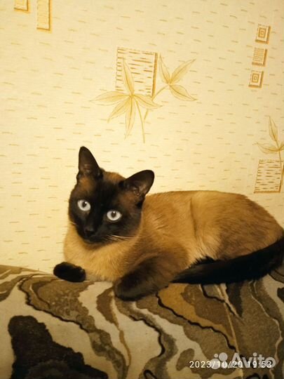 Кот на вязку