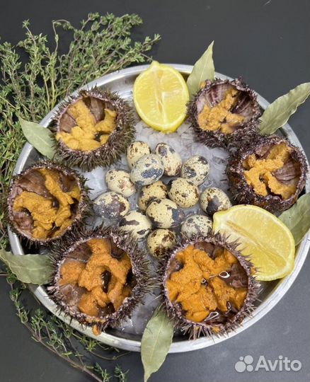 Морские ежи