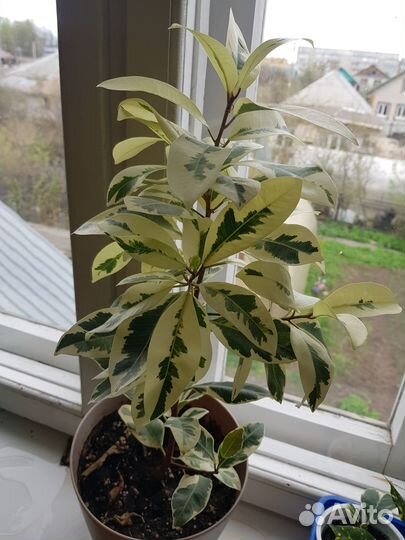 Фикус триангулярис вайт марджин, альбамаргината