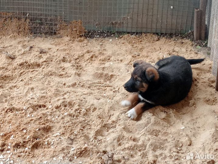 Собака девочка в добрые руки