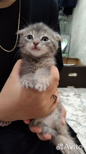 Вислоухие котята