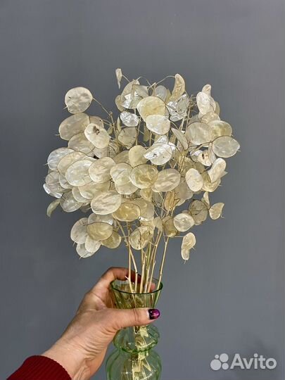 Лунария сухоцвет букет