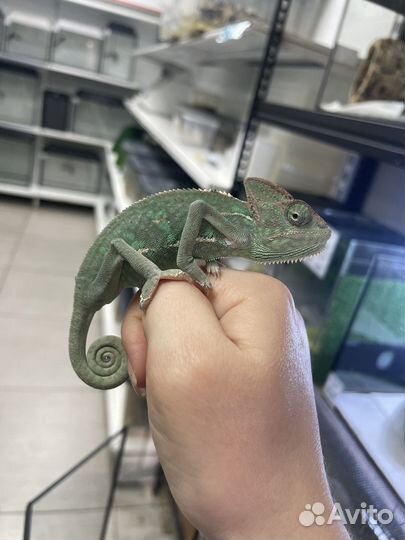 Хамелеон
