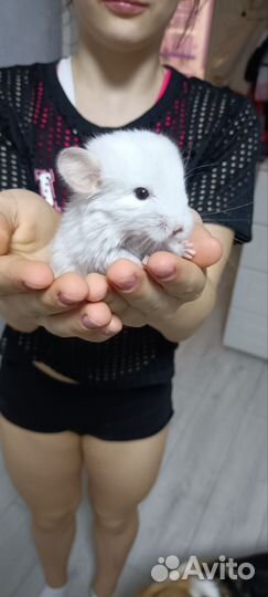 Шиншилла предзаказ