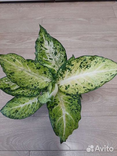 Диффенбахии