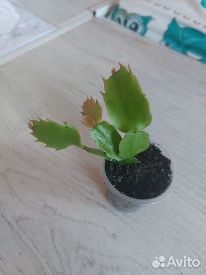 Комнатные цветы, растения