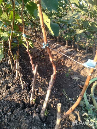 Саженцы и черенки винограда
