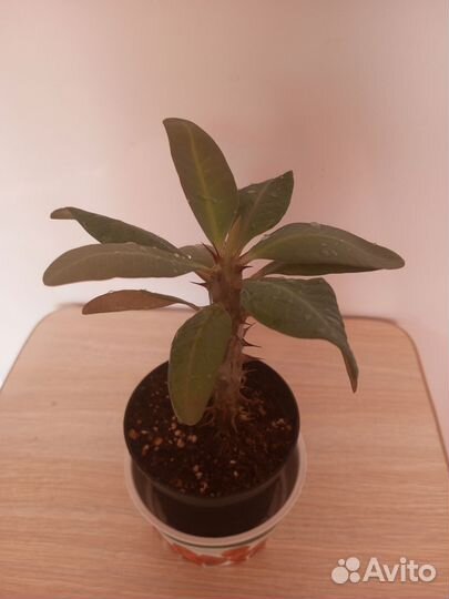 Эуфорбия Милли