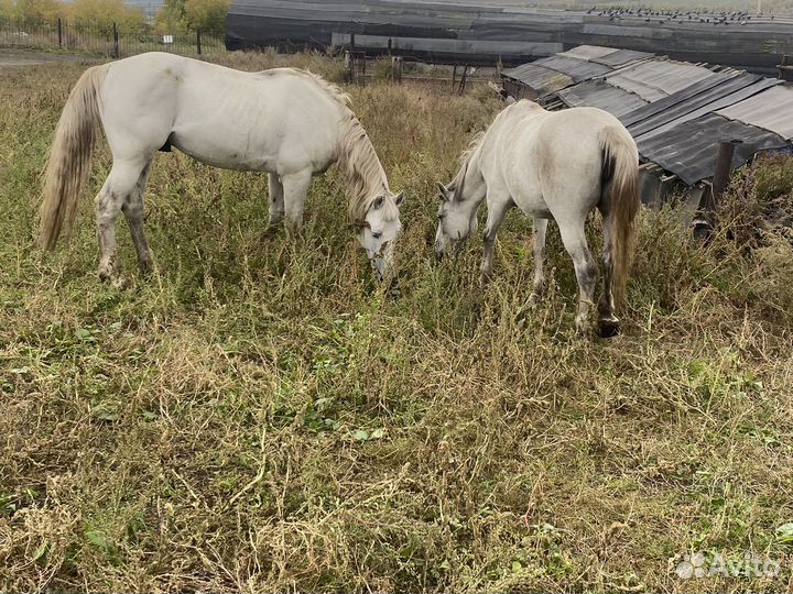 Кобыла, жеребец