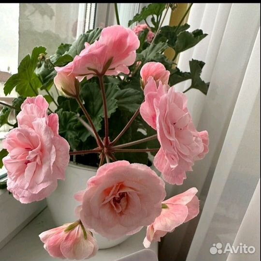 Сортовая пиларгония Леона Галактика