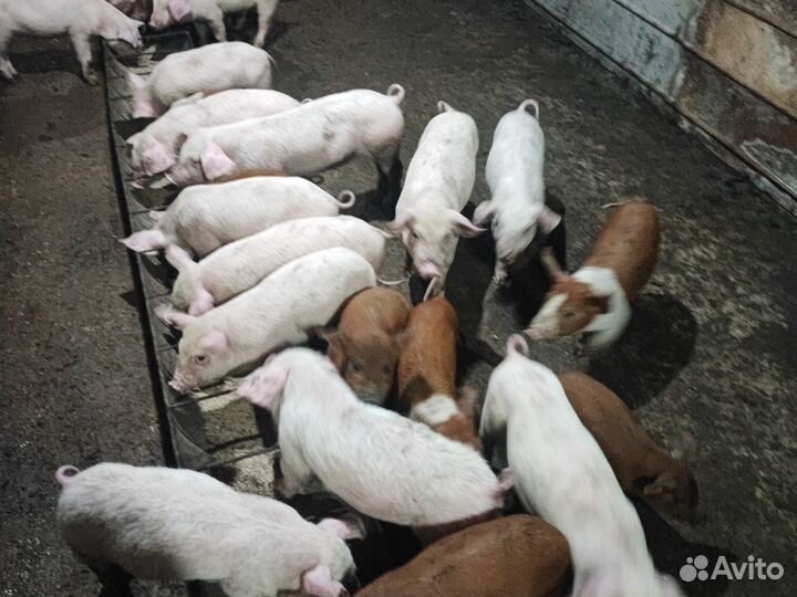 Поросята дюрок+ см, ландрас+см/дюрок, дюрок