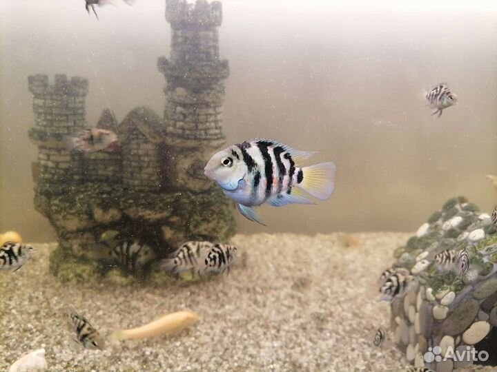 Рыба попугай