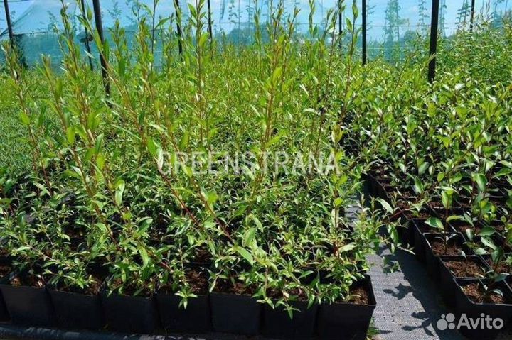 Ива белая Salix alba/200-300 см