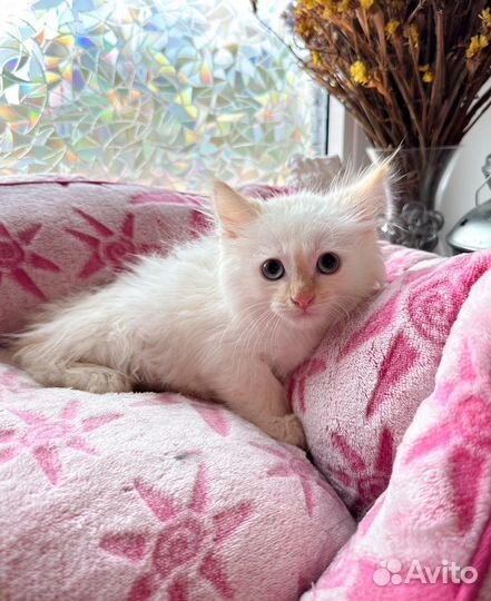 Котята ищут дом