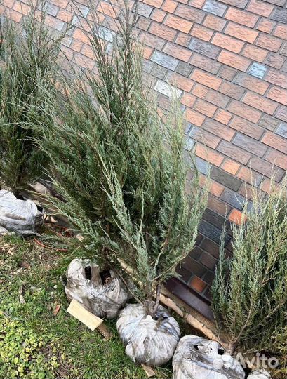 Можжевельник Блю Эрроу для живой изгороди