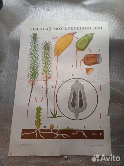 Учебные плакаты СССР ботаника разное