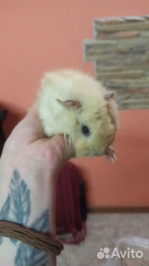 Выездой вет врач по грызунам