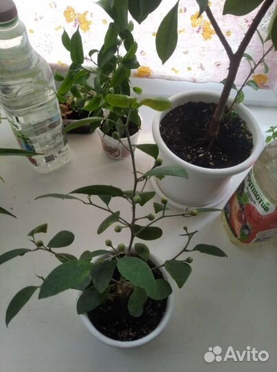 Фикус диверсифолия