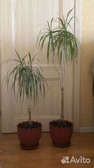 Пальма в керамическом горшке пушистая 150см