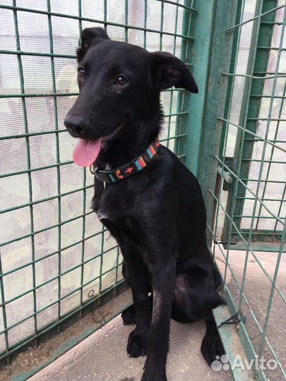 Шелли собачка из приюта, в дар