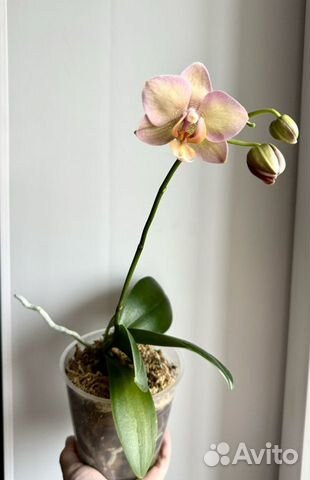 Орхидея фаленопсис Смоки пинк(Легато)