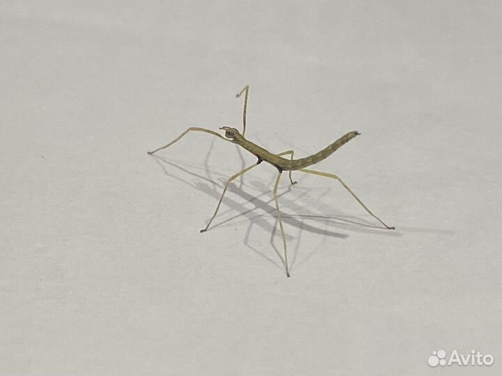 Анамские палочники