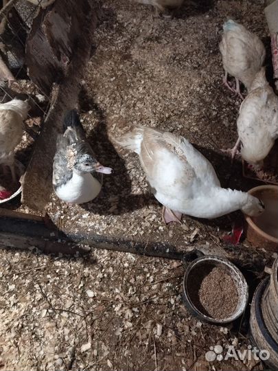 Индоутки, селезни, тяжёлой линии, гусыни линда