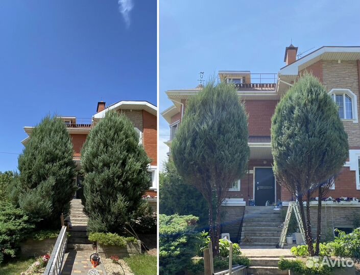 Стрижка кустарников, стрижка живой изгороди