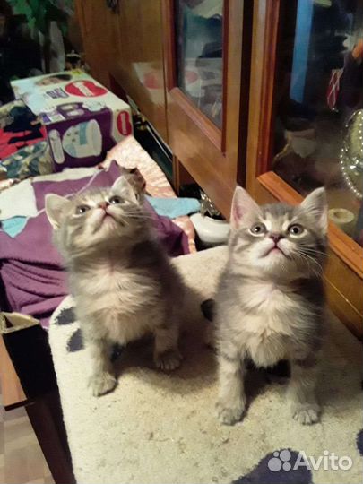 Молоденькие кошечки