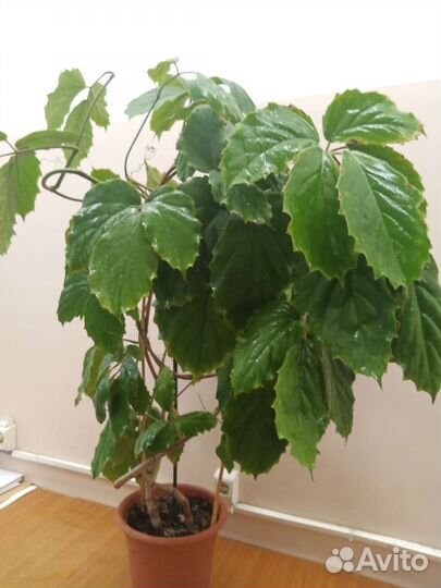 Крупные растения