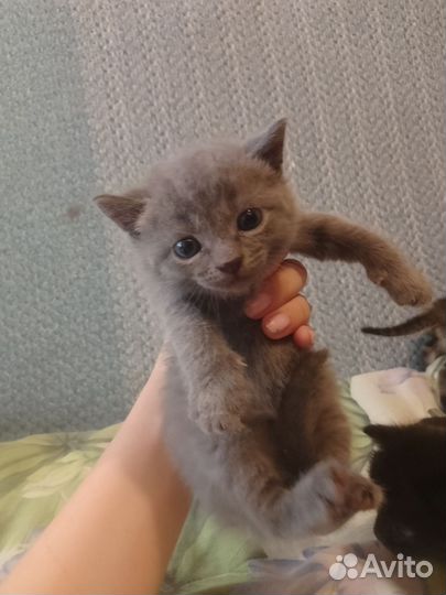 Отдам в добрые руки котят