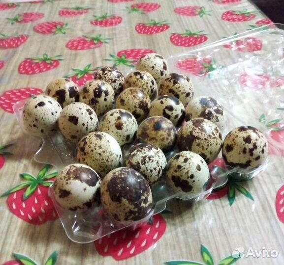 Яйцо перепелиное инкубационное