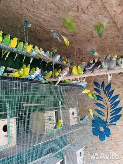 Волнистый попугай