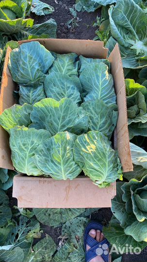 Кауста молодая