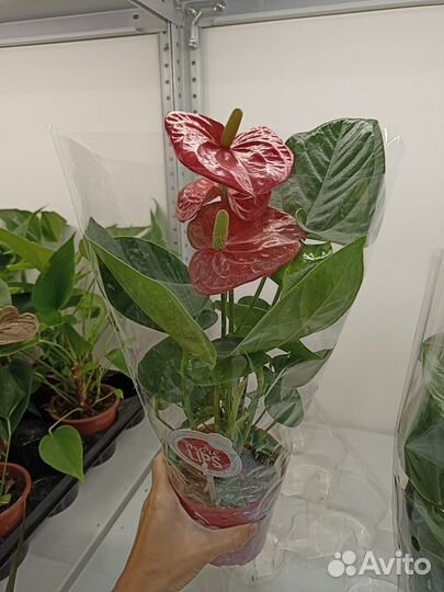 Антуриум Андреанум 12/40