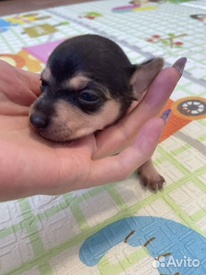 Той-терьер девочки