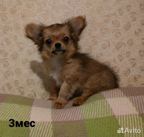 Кобелек чихуахуа