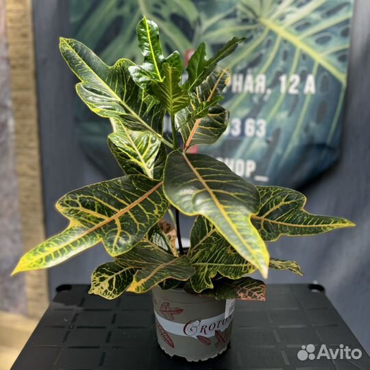 Кодиеум экселент