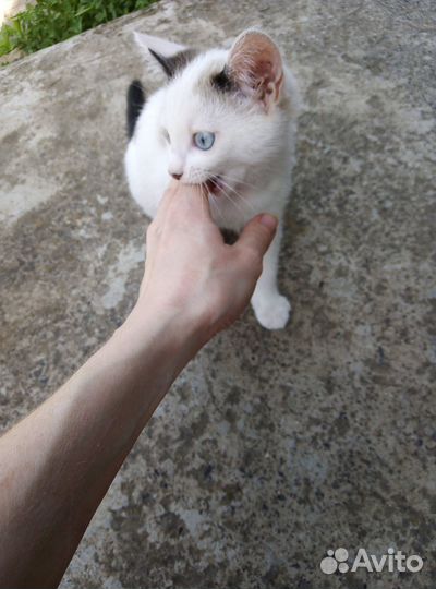 Котенок в добрые руки