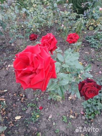 Роза Глория Дей, Темно алая роза