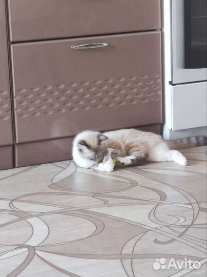 Кошка бесплатно