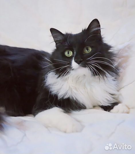 Кошка в дар