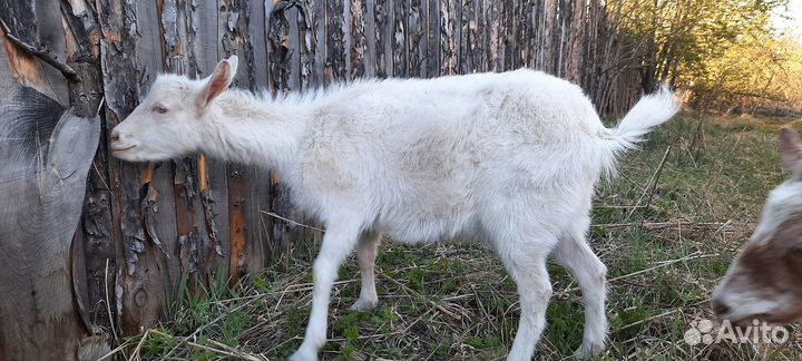 Продам коз