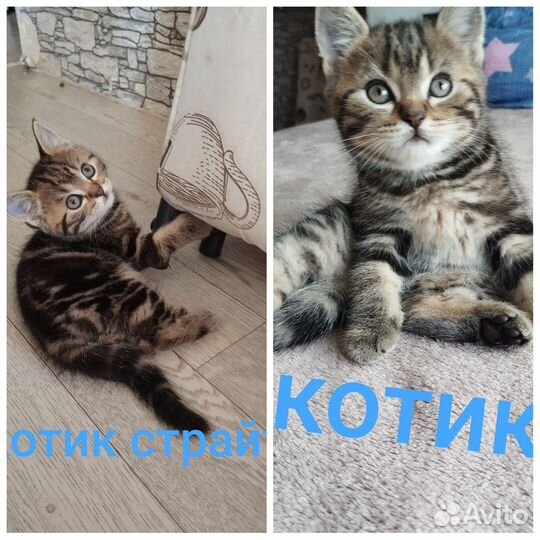 Шотландские котятки