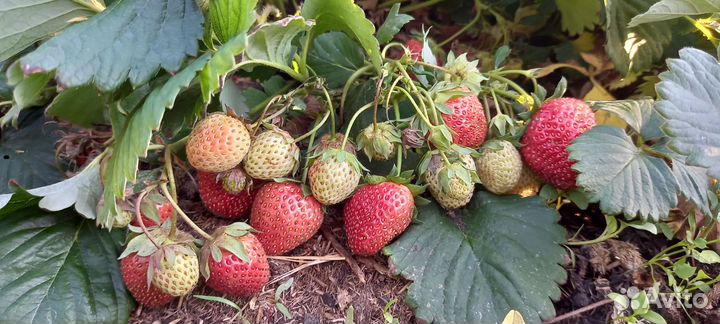 Виктория клубника рассада