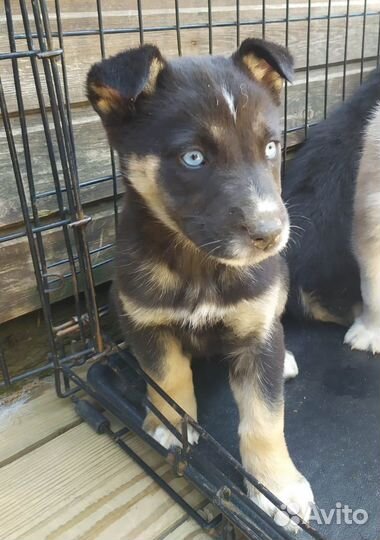 Малу, подброшенный щенок-метис хаски