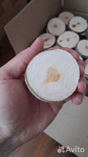 Торцевые спилы деревьев