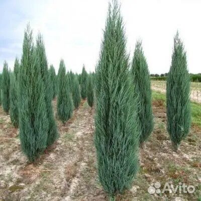 Можжевельник скальный Blue Arrow