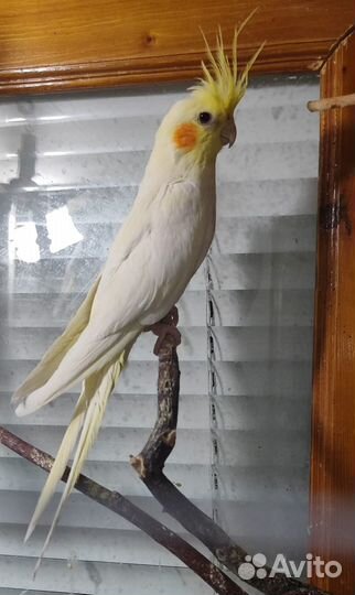 Попугай корелла мальчик