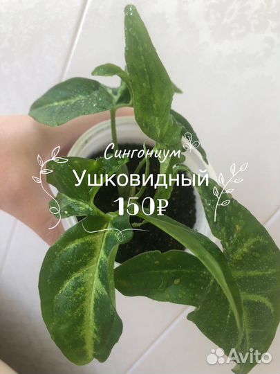 Комнатные растения 1